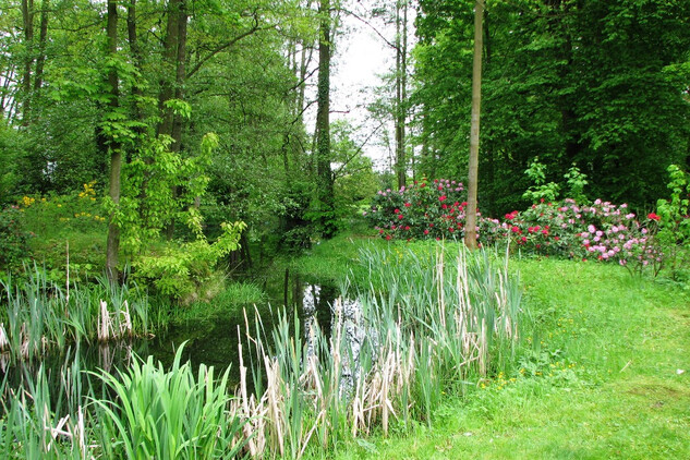 Rododendrony kolem rybníka