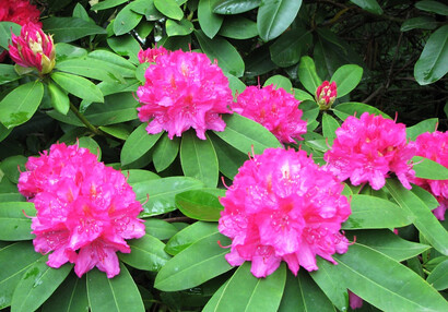 Rododendrony v parku