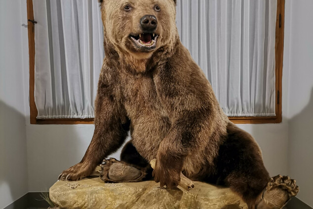 Zákupy mají zpět medvěda Medouška – v podobě dermoplastického exponátu se vrátil na místo, kde žil více než dvacet let